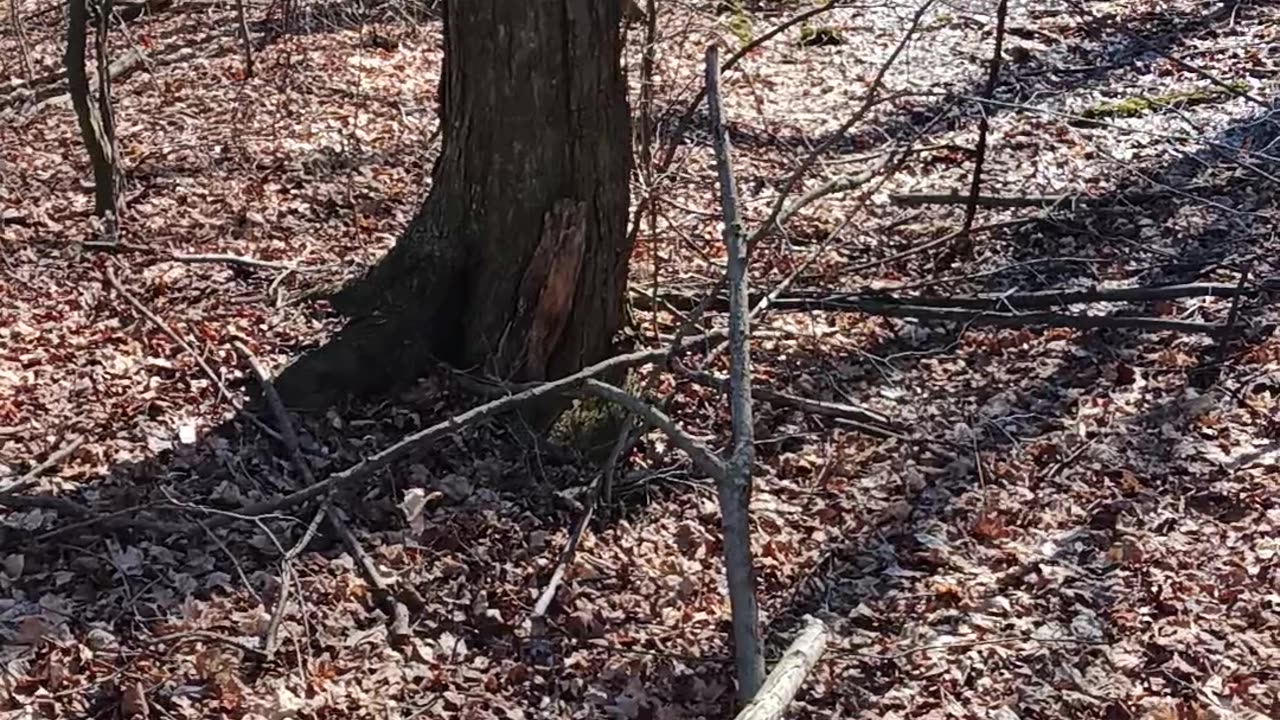 No Bigfoot found