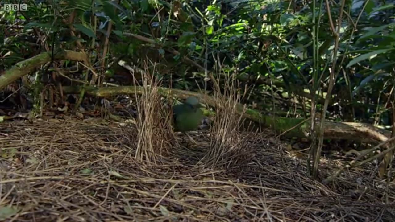 Odd Bird Seduction Techniques | Life Story | BBC Earth