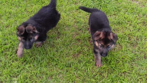 PUPPIES German Shepherd puppies playing with each other in the front yard Rome and Jules pups