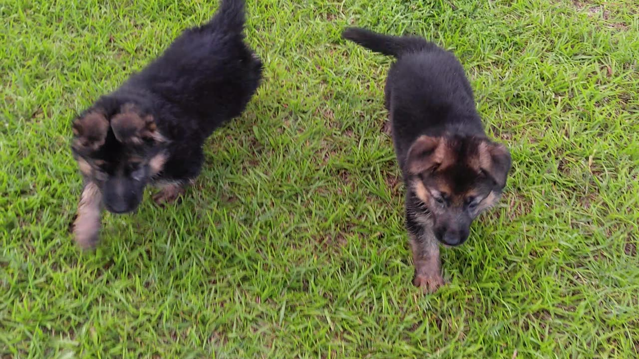 PUPPIES German Shepherd puppies playing with each other in the front yard Rome and Jules pups