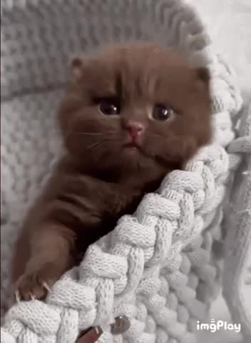 Cute Cat Gif