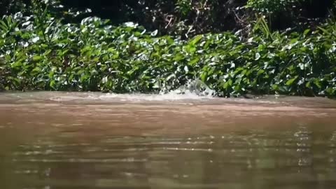 unbelievable jaguar attacks alligator