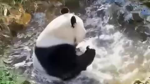 🙏❤️🎉🎉🎉🎊🎊🎊️SWEET AND FUNNY ANIMAL SHOTS 🙏❤️❤️🎉🎉🎉🎊🎊🎊