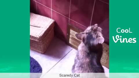 Funny Cat and dogs fails