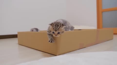 Funny cat videos. Funny animal videos