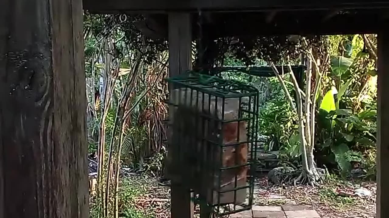 Bird Feeder Cam is live!