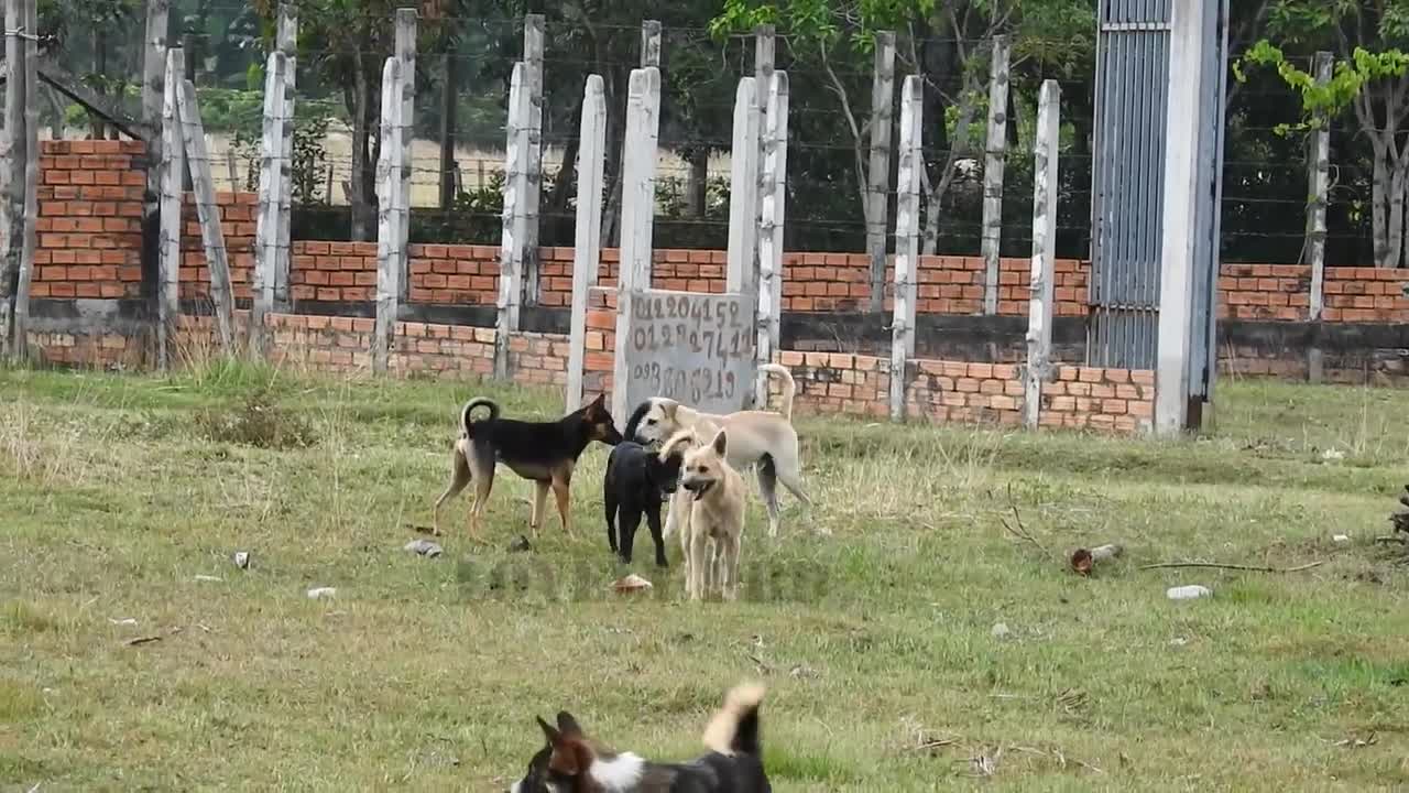 Villagedog!! Black Labrador Retriever Vs German Shepherd Dog Near Home.