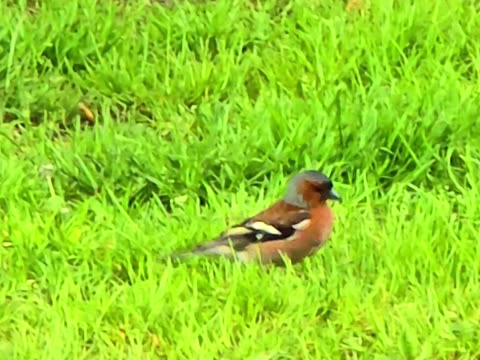 A beautiful red-backed shrike in a meadow.