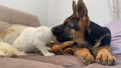 How a German Shepherd and a Kitten Became Best Friends [Compilation]