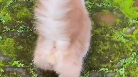 Funny Cat videos