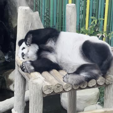 Panda Bear Scratches Away at Malaysian National Zoo