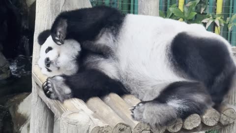 Panda Bear Scratches Away at Malaysian National Zoo