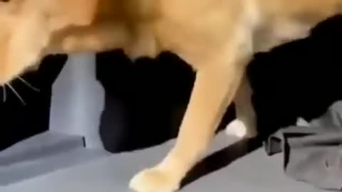 Cute and Funny Animal Video Funniest Viral Puppy Cat clips shorts video funny animals cats