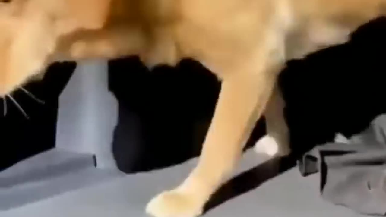 Cute and Funny Animal Video Funniest Viral Puppy Cat clips shorts video funny animals cats