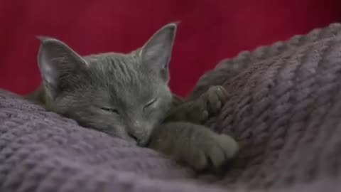 Relaxing Purring Cats | Soothing Sounds for Sleep, Relaxation, and Stress Relief 🐾💤