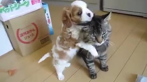 Kid Dog Playing With Cat