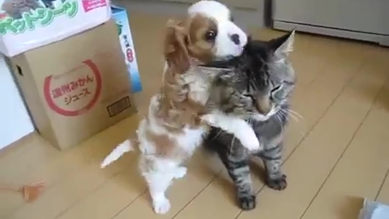 Kid Dog Playing With Cat