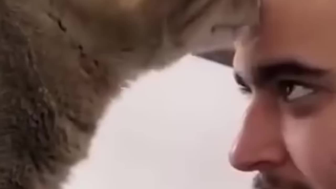 Best Funny Cat Videos | Funniest Cats | Funny Animal Videos | Best Services | #shorts #short