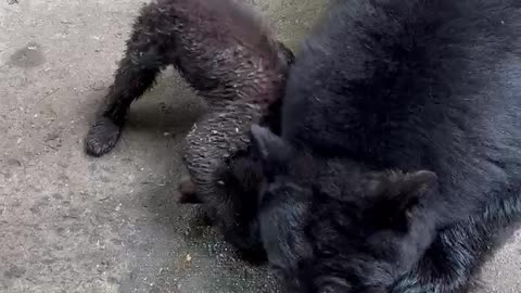 Mama Bear and Cubs Rub Themselves in Bath Oil