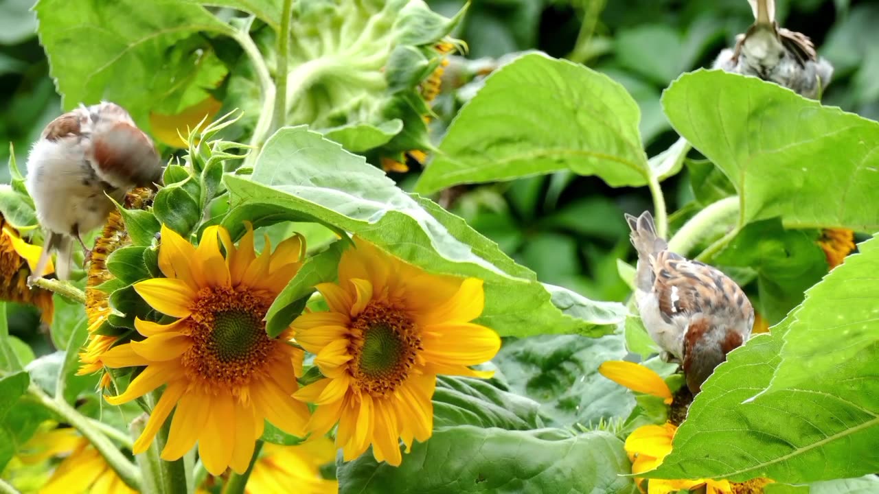 Bird sparrow sunflower