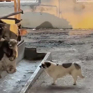 can dogs and cows be friends