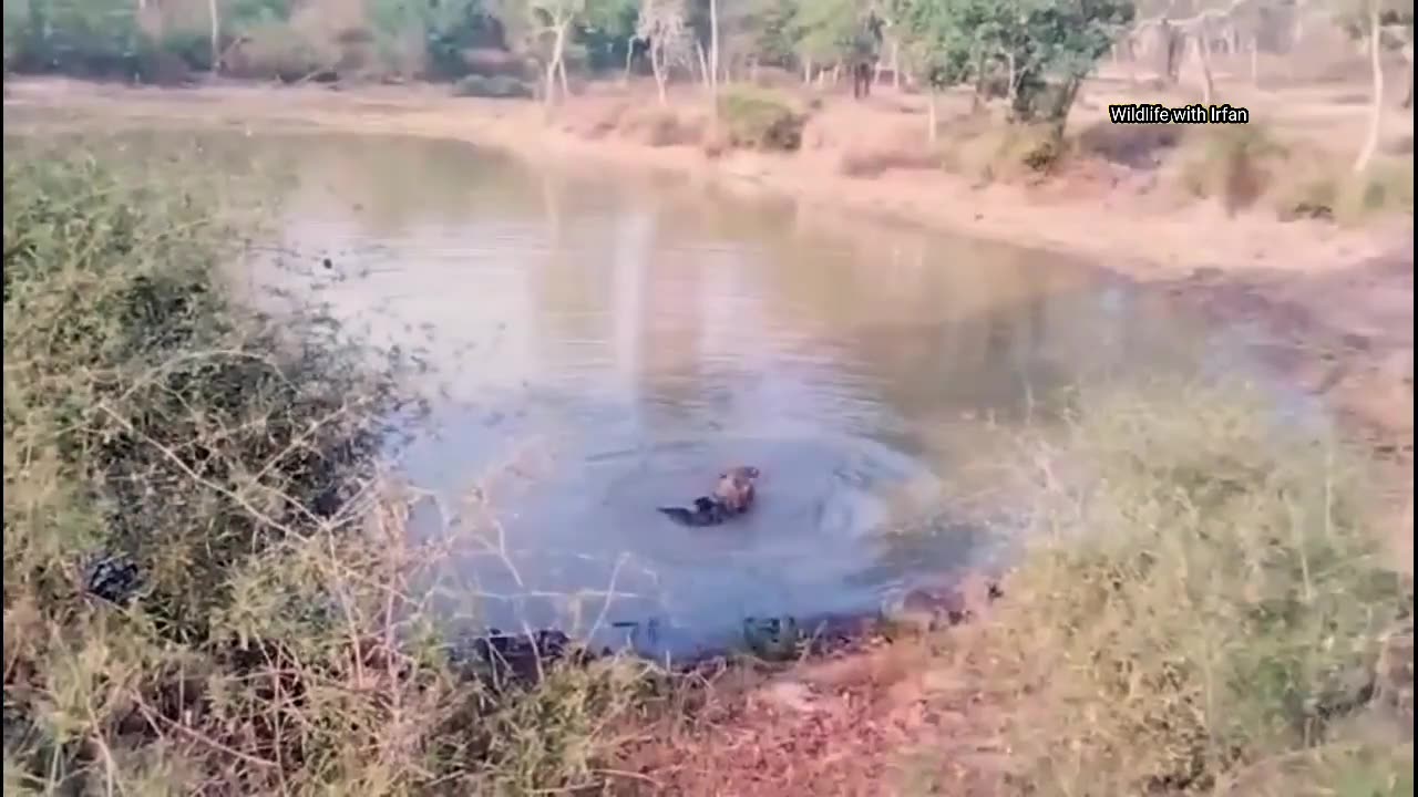 Tiger vs. Sloth Bear Showdown! 🐅🐻🌊