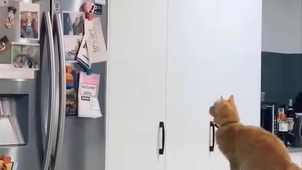Funniest animal videos π
Funniest Cats and Dogs Videos πΈπΆ_2