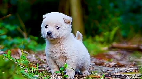 Cute little white dog, # of a pet