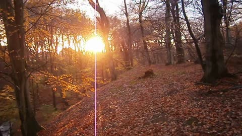 Rådjur i Pålsjö skog, Helsingborg 10 Nov. 2013