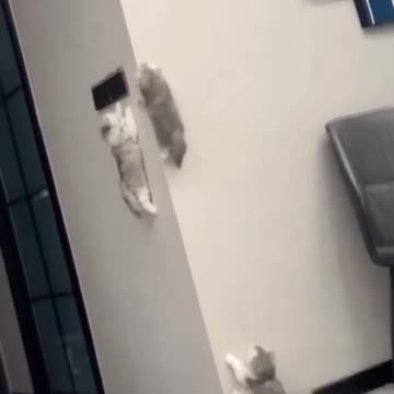 Spider kittens..😼🐾