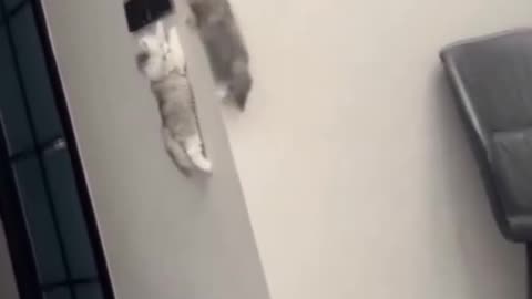 Spider kittens..😼🐾 