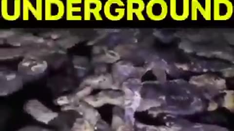 Dead children underground