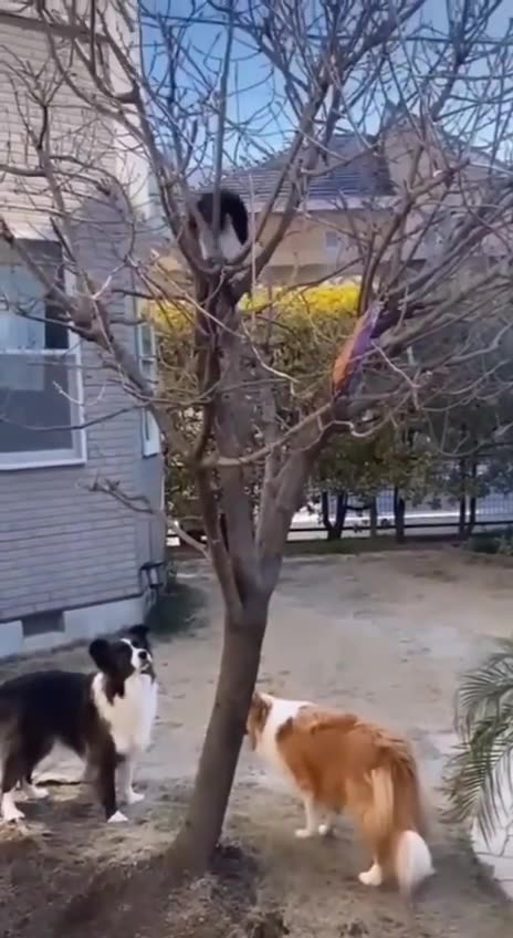 Cat helping dogs