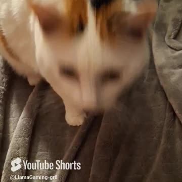 Molly Eating Something - Molly the Cat