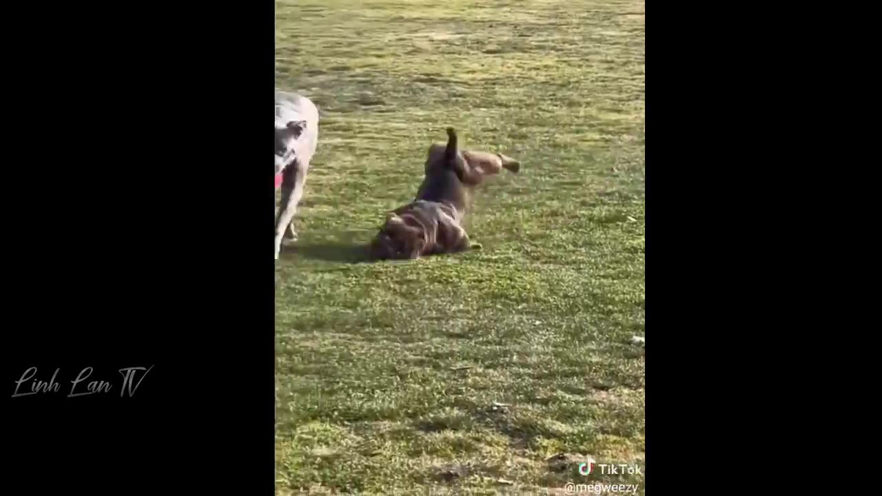 [REPOST] Funny Videos Of The Year