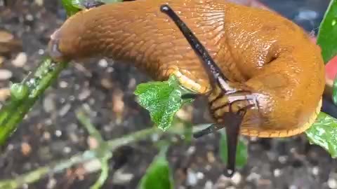 Nacktschnecke | Slug