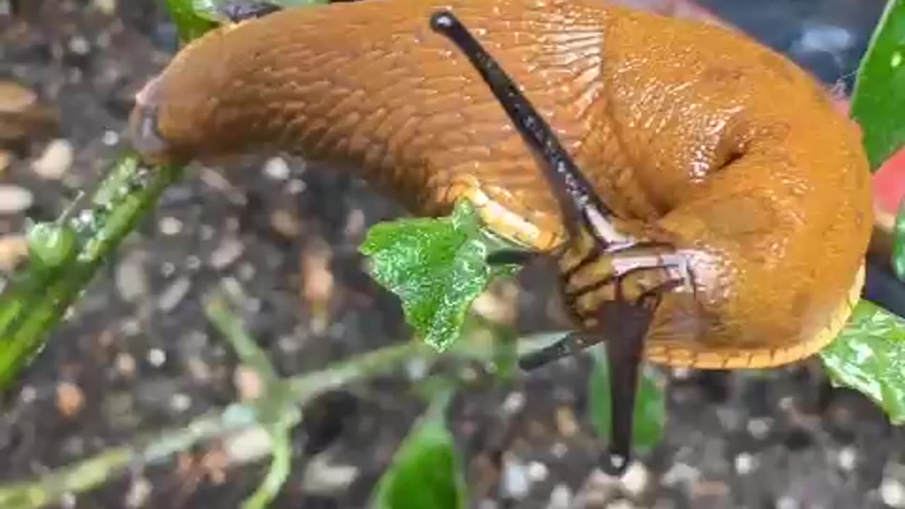 Nacktschnecke | Slug