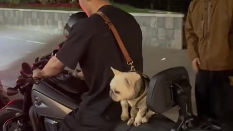 Frenchie handbag