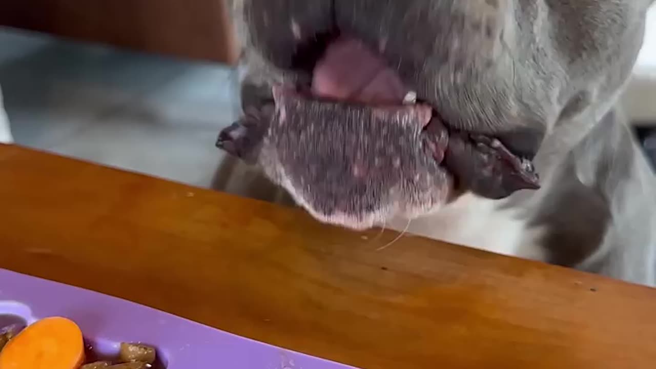 Snacky snacks🐶🤤