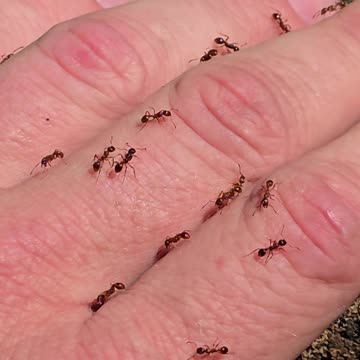 Red ants on my hand / beautiful insects on my skin.