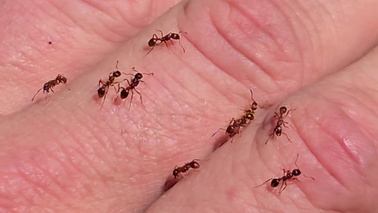 Red ants on my hand / beautiful insects on my skin.