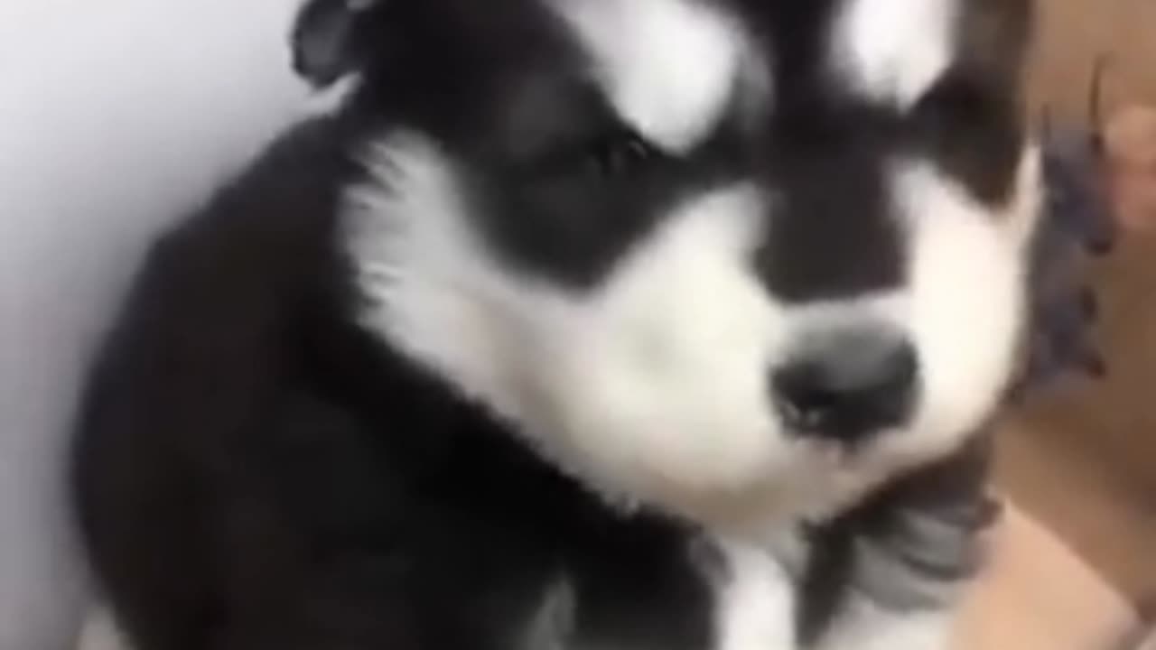 Baby husky......🤪🤪