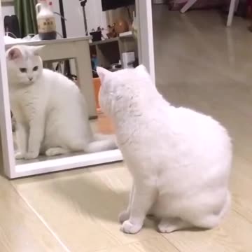 Cat vs mirror
