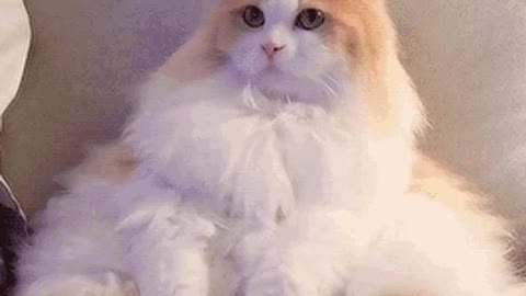 Cute Cat Gif