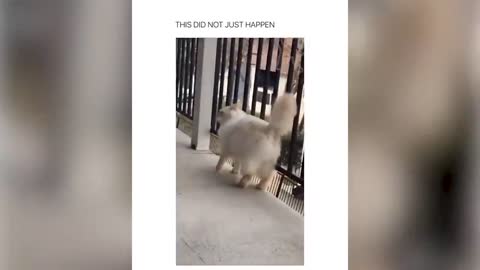 DANK CAT MEMES COMPILATION
