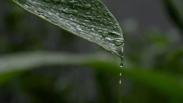 Ambient Rainfall 🌧 Rumbling Thunder 🌩 Soothing Harp 🎶