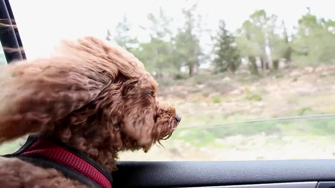 Adorable Dog Enjoys the Ride with Head Out the Window