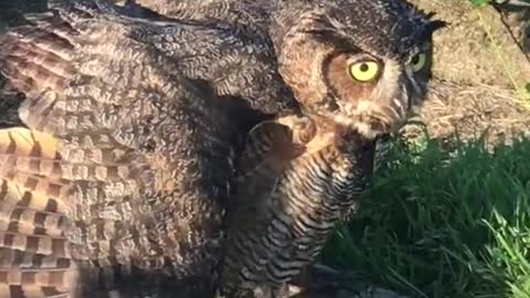 Injured owl vs cat