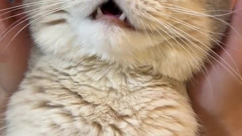 Super stress-relieving cat brand pinch music