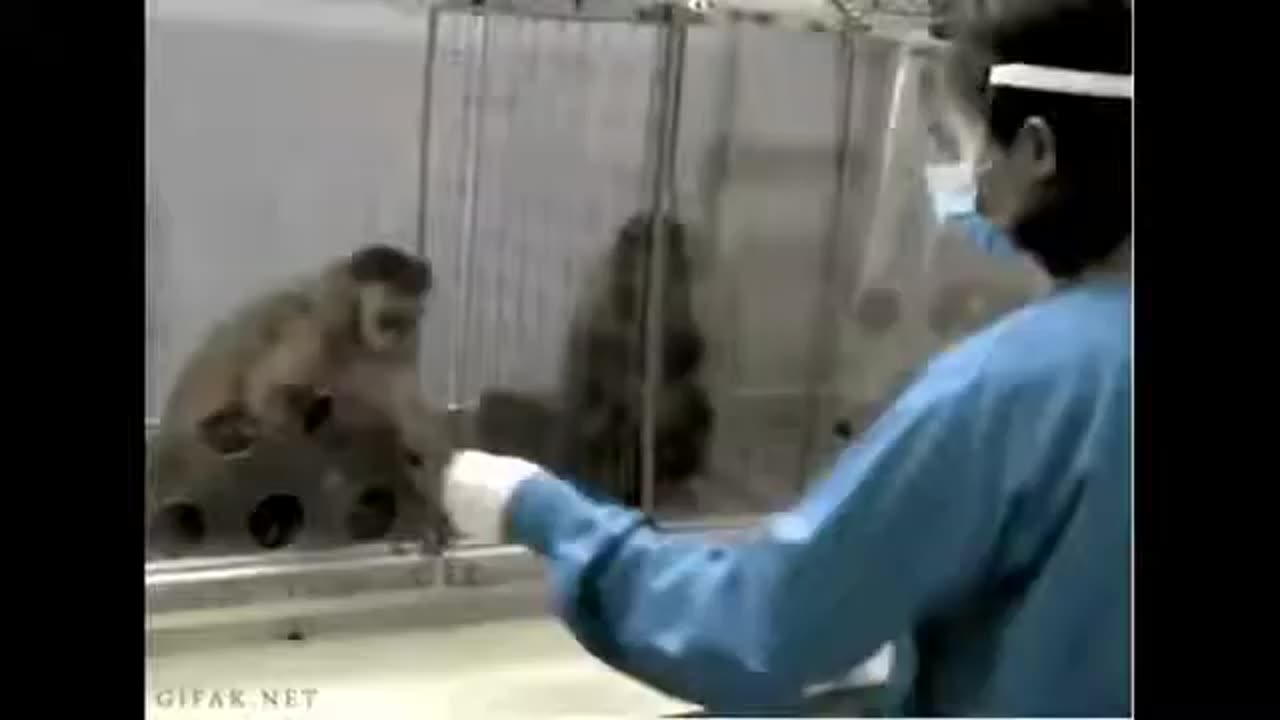 funny animal videos